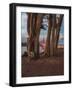 Between the Trees-Bruce Getty-Framed Photographic Print