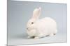 Beveren Rabbit-Lynn M^ Stone-Mounted Photographic Print