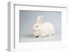 Beveren Rabbit-Lynn M^ Stone-Framed Photographic Print