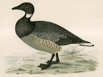 Long Tailed Duck-Beverley R. Morris-Giclee Print