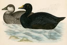 Black Grouse-Beverley R. Morris-Giclee Print