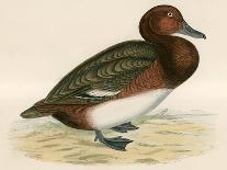 Scaup Duck-Beverley R. Morris-Giclee Print