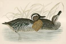 Scaup Duck-Beverley R. Morris-Giclee Print