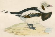 Long Tailed Duck-Beverley R. Morris-Giclee Print