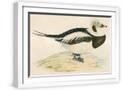 White Frame