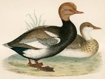 Garganey Teal-Beverley R. Morris-Giclee Print