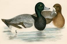 Gadwall-Beverley R. Morris-Giclee Print