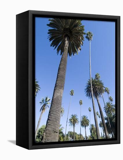 Beverly Drive, Beverly Hills, California, USA-Ethel Davies-Framed Stretched Canvas