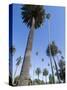 Beverly Drive, Beverly Hills, California, USA-Ethel Davies-Stretched Canvas