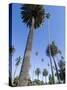 Beverly Drive, Beverly Hills, California, USA-Ethel Davies-Stretched Canvas