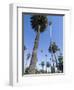 Beverly Drive, Beverly Hills, California, USA-Ethel Davies-Framed Photographic Print