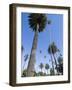 Beverly Drive, Beverly Hills, California, USA-Ethel Davies-Framed Photographic Print