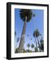 Beverly Drive, Beverly Hills, California, USA-Ethel Davies-Framed Photographic Print