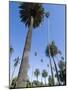 Beverly Drive, Beverly Hills, California, USA-Ethel Davies-Mounted Photographic Print
