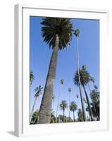 Beverly Drive, Beverly Hills, California, USA-Ethel Davies-Framed Photographic Print