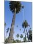 Beverly Drive, Beverly Hills, California, USA-Ethel Davies-Mounted Photographic Print