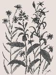Blackberry Lily-Beverly Dyer-Art Print