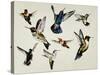 Bevy of Birds-Sydney Edmunds-Stretched Canvas