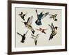 Bevy of Birds-Sydney Edmunds-Framed Giclee Print