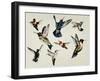 Bevy of Birds-Sydney Edmunds-Framed Giclee Print