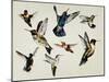 Bevy of Birds-Sydney Edmunds-Mounted Giclee Print