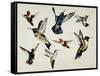 Bevy of Birds-Sydney Edmunds-Framed Stretched Canvas