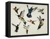 Bevy of Birds-Sydney Edmunds-Framed Stretched Canvas