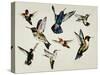 Bevy of Birds-Sydney Edmunds-Stretched Canvas