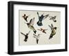 Bevy of Birds-Sydney Edmunds-Framed Giclee Print