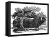 Bewick - Musk Ox-Thomas Bewick-Framed Stretched Canvas