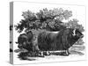 Bewick - Musk Ox-Thomas Bewick-Stretched Canvas