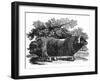 Bewick - Musk Ox-Thomas Bewick-Framed Photographic Print