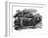 Bewick - Musk Ox-Thomas Bewick-Framed Photographic Print