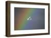 Bewick's swan (Cygnus columbianus) in flight with rainbow, Gloucestershire, England, UK-David Kjaer-Framed Photographic Print