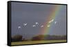 Bewick's swan in flight with rainbow, Gloucestershire, England, UK, February-David Kjaer-Framed Stretched Canvas