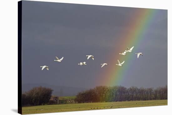 Bewick's swan in flight with rainbow, Gloucestershire, England, UK, February-David Kjaer-Stretched Canvas