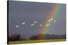 Bewick's swan in flight with rainbow, Gloucestershire, England, UK, February-David Kjaer-Stretched Canvas