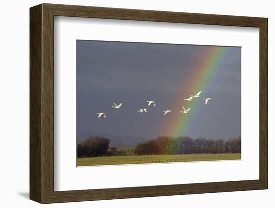 Bewick's swan in flight with rainbow, Gloucestershire, England, UK, February-David Kjaer-Framed Photographic Print