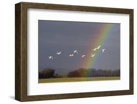 Bewick's swan in flight with rainbow, Gloucestershire, England, UK, February-David Kjaer-Framed Photographic Print