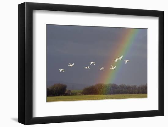 Bewick's swan in flight with rainbow, Gloucestershire, England, UK, February-David Kjaer-Framed Photographic Print