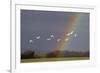 Bewick's swan in flight with rainbow, Gloucestershire, England, UK, February-David Kjaer-Framed Photographic Print