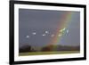 Bewick's swan in flight with rainbow, Gloucestershire, England, UK, February-David Kjaer-Framed Photographic Print