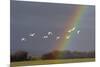 Bewick's swan in flight with rainbow, Gloucestershire, England, UK, February-David Kjaer-Mounted Photographic Print