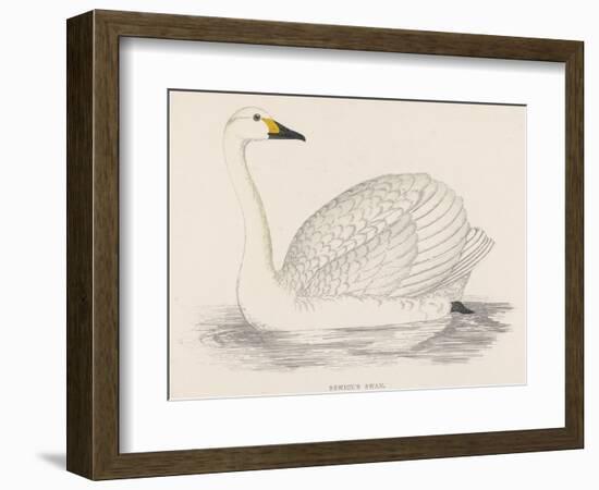 Bewick's Swan-Reverend Francis O. Morris-Framed Photographic Print