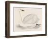 Bewick's Swan-Reverend Francis O. Morris-Framed Photographic Print