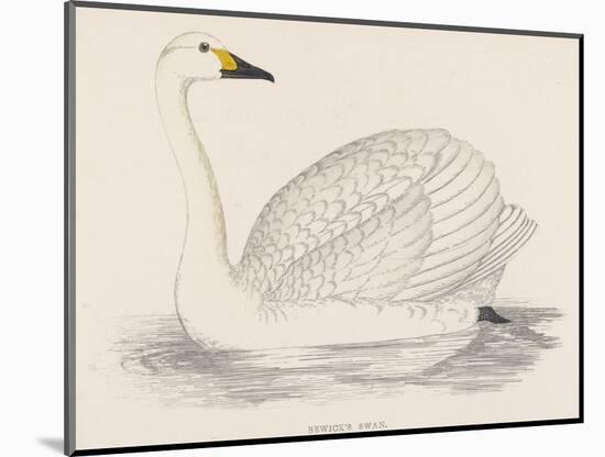 Bewick's Swan-Reverend Francis O. Morris-Mounted Photographic Print