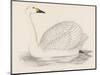 Bewick's Swan-Reverend Francis O. Morris-Mounted Photographic Print