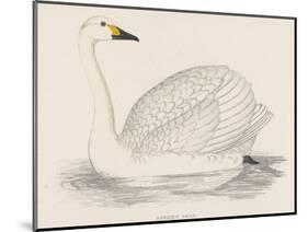 Bewick's Swan-Reverend Francis O. Morris-Mounted Photographic Print