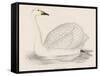 Bewick's Swan-Reverend Francis O. Morris-Framed Stretched Canvas