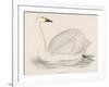 Bewick's Swan-Reverend Francis O. Morris-Framed Photographic Print